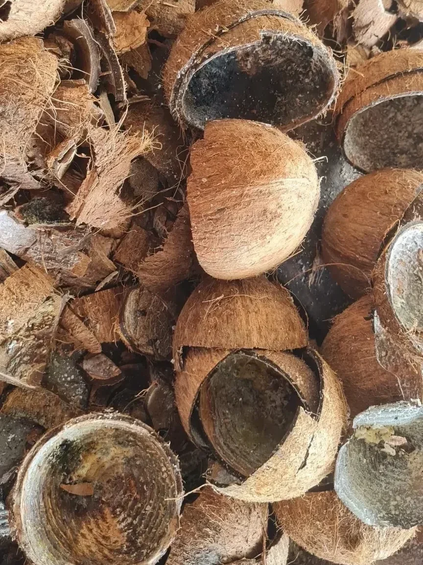 Coconut Shells